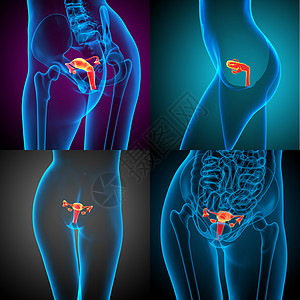 3d 为生殖系统提供医学方面的插图性病渲染3d生育力解剖学子宫器官图片