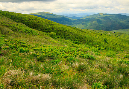 山顶的野植物场景天空高地场地丘陵地平线植物群农村乡村土地图片