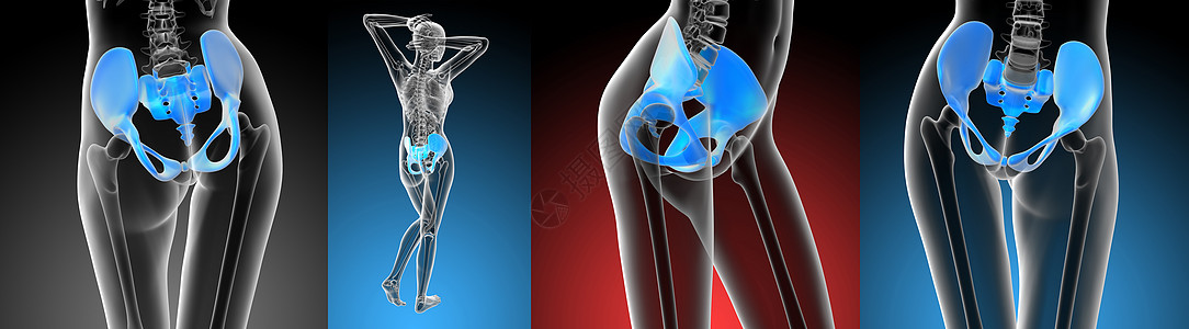 3D 提供骨盆骨骼医学插图股骨关节子宫密度软骨3d渲染图片