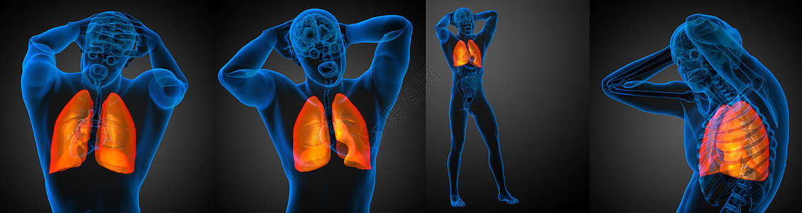 3d 提供人体肺的医学说明胸部器官渲染支气管3d解剖学图片