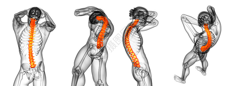 3d 提供人体脊椎医学插图骶骨骨骼脊柱骨头生物学3d胸椎腰椎背痛解剖学图片