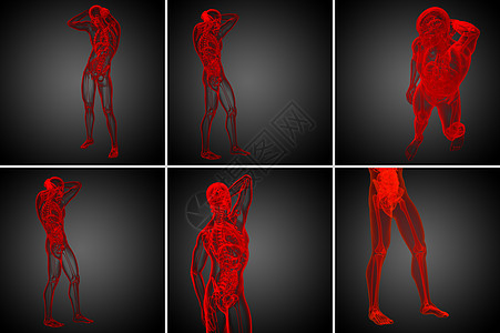 3d 提供人体解剖医学图解骨头渲染冒号椎骨器官骨骼3d身体图片