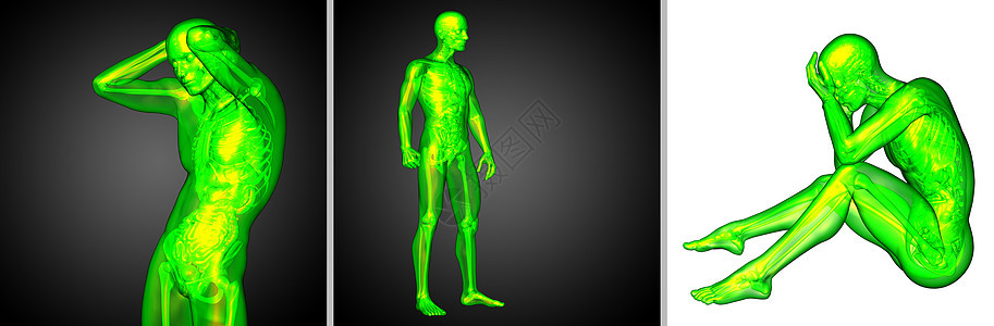 3d 提供人体解剖医学图解渲染身体骨骼3d椎骨器官冒号骨头背景图片