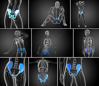 3d 提供骨盆骨骼医学插图密度关节医疗3d子宫软骨股骨渲染图片