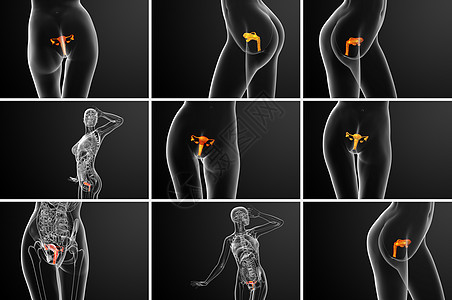 3d 为生殖系统提供医学方面的插图解剖学渲染子宫3d性病药品器官生育力图片