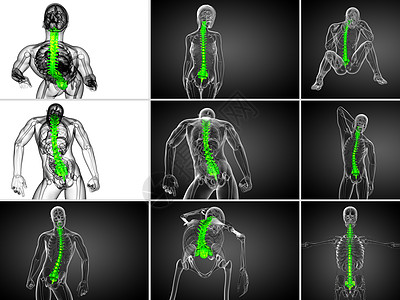 3d 提供人体脊椎医学插图渲染骨骼解剖学医疗背痛3d颈椎病生物学骶骨椎骨图片