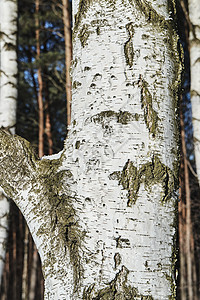 冬季森林中的白鸟树皮植物群植物桦木图片