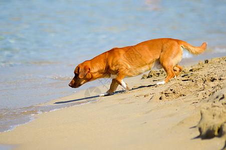 面对海洋波浪的恐惧狗小狗婴儿朋友们犬类毛皮宠物猎犬海滩哺乳动物乐趣图片