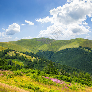 山顶高地野生植物场地地平线农村场景植物群天空乡村绿色土地植物图片