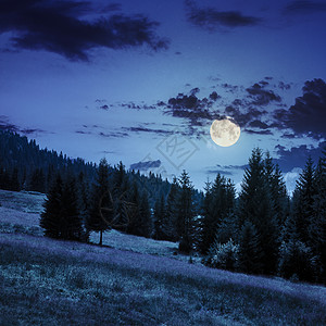 天空夜景素材月光下山坡上的迷宫林背景