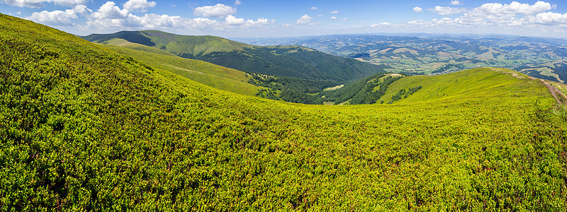 山顶高地野生植物丘陵蓝色地平线植物群乡村土地农村场景天空场地图片