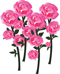 以完全开发的鲜花形式点亮丝状玫瑰花朵 - 矢量插图图片