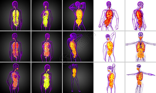 3d 为人类消化系统提供医学说明2d呼吸3d鼻窦解剖学躯干气管器官冒号渲染胸部背景图片