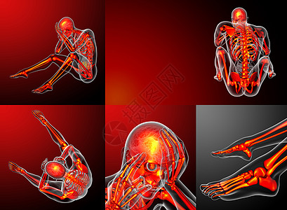 X光人体3d 提供人体骨架的医疗图解背景