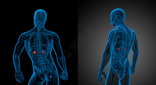 3d 提供肾上腺素医学插图器官输尿管解剖学尿道尿液蓝色渲染3d胸部膀胱图片