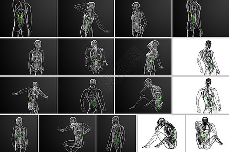 3d 提供尿道医学说明医疗命脉输尿管生理x光生物学3d尿液器官渲染图片