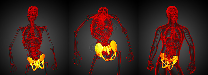 3D 提供骨盆骨骼医学插图3d关节股骨密度软骨子宫渲染图片