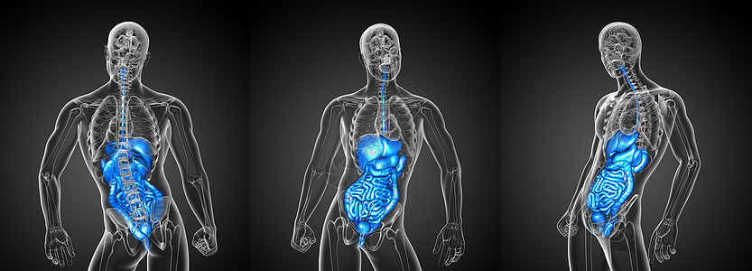 3d 为人类消化系统提供医学说明2d解剖学癌症胆囊冒号3d腹痛渲染疼痛膀胱胰腺图片