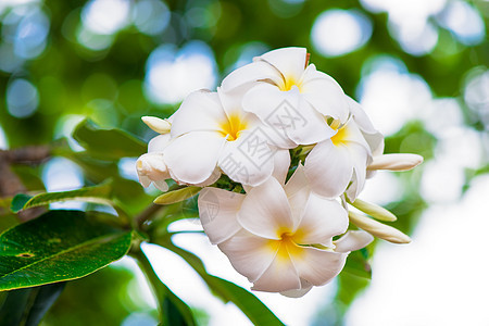 在泰国一棵树枝上 紧贴一些freangipani的鲜花图片