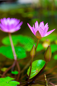 美丽的紫色百合花在池塘里生长 特闭摄影图片