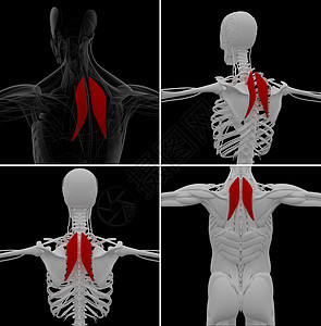 Rhomboideus的医学插图训练男性健身房三角肌运动员病人身体卫生解剖学器官图片