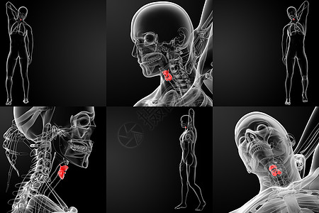 3d 提供男性喉的医学插图图片