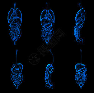 3d 消化器和呼吸道系统插图图片
