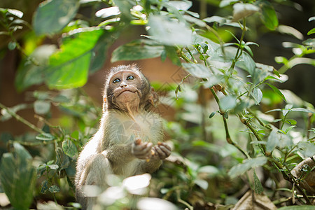 在乌布德巴厘岛的猴子森林里的小婴儿猴子母亲灵长类灰色毛皮荒野头发家庭动物香蕉猕猴图片