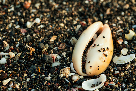 沙滩海浪沙滩上的小贝壳和石头旅游海岸线蓝色扇贝艺术假期热带多样性珠子团体背景
