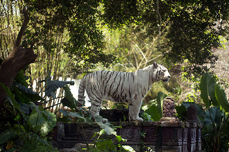 白孟加拉皇家虎 巴厘毛皮猎人老虎动物条纹生态力量虎王成人荒野图片