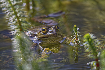 青蛙在稻草之间的水中图片