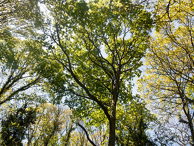 位于夏天中夏美丽的森林中心地带的中央处季节公园叶子日光树木植物木头荒野晴天太阳图片