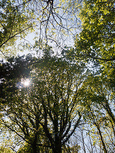 位于夏天中夏美丽的森林中心地带的中央处荒野树木植物晴天阳光风景环境季节生长树干图片