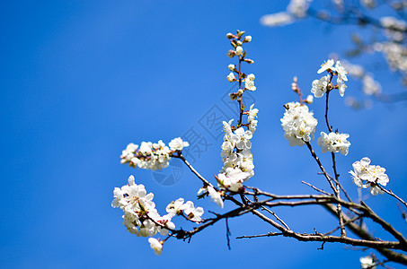 演播室拍摄的杏子花早午餐 蓝色生长花园植物群水果花瓣天空叶子香气农村树枝背景图片