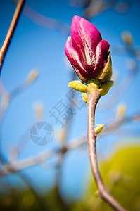 大自然中闪光的马格诺利亚花朵雌蕊紫色季节鲜花粉红色花瓣叶子花园粉红花问候图片