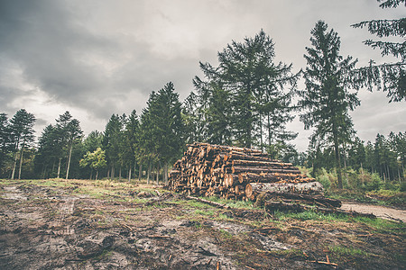 在松林中堆放的木柴云杉砍伐针叶树生物质材料森林记录树干林业生态图片