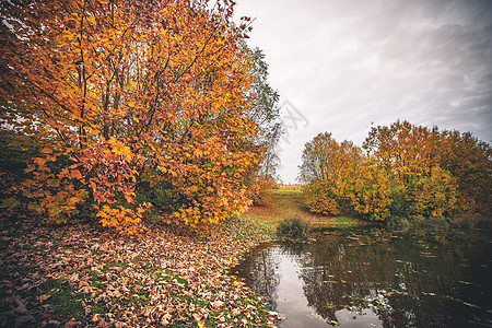 秋天一个小池塘旁的多彩树木反射森林橙子树叶季节叶子木头风景天空自然图片