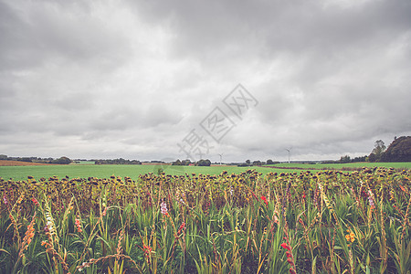 秋天在田地上的花朵公园花园农业晴天草地天气土地场地天空紫色图片