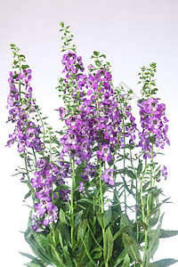 安香花花生长绿色花朵季节植物学沙枣花园植物群紫色热带图片