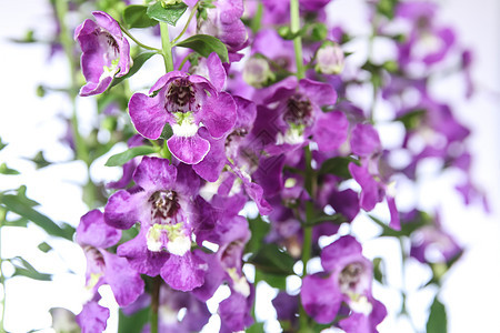 安香花花沙枣绿色紫色粉色植物群花瓣生长热带植物场地图片