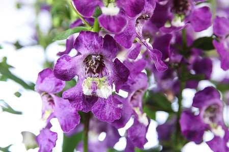 安香花花季节花朵花园植物学沙枣植物植物群紫色生长绿色图片