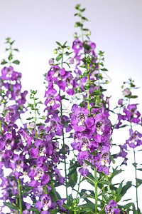 安香花花花园花朵紫色植物沙枣热带场地生长花瓣植物群图片