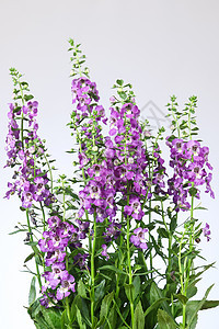 安香花花粉色花瓣花园植物群季节植物学绿色生长花朵紫色图片