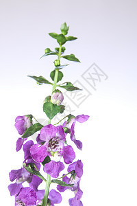 安香花花季节生长花朵花园热带沙枣紫色粉色植物植物群图片