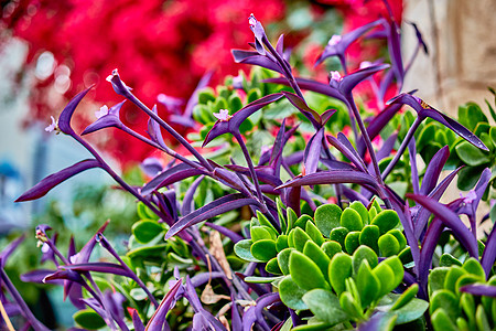 热带热带花园植物紫色皱纹叶子装饰反差粉色风格绿色作品图片