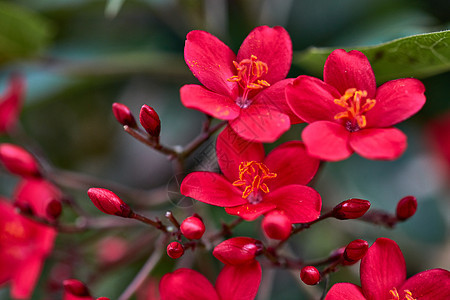 麻风花宏图片