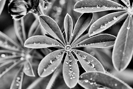 带雨滴的露边叶植物学野花叶子蓝色花园荒野绿色银色植物水滴图片