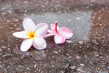 雨季时的花朵植物粉色白色鸡蛋花温泉黄色绿色叶子热带图片