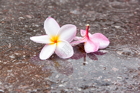 雨季时的花朵黄色植物粉色白色绿色鸡蛋花叶子热带温泉图片