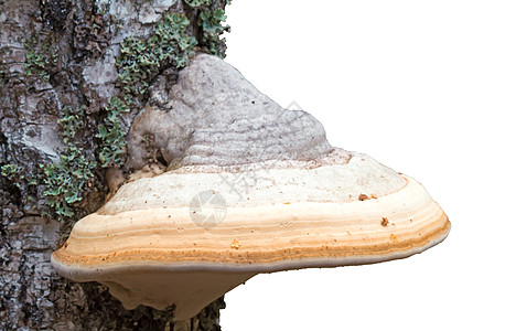 仙子真菌长在树上季节植物群水平生长蘑菇木头棕色白色植物苔藓图片